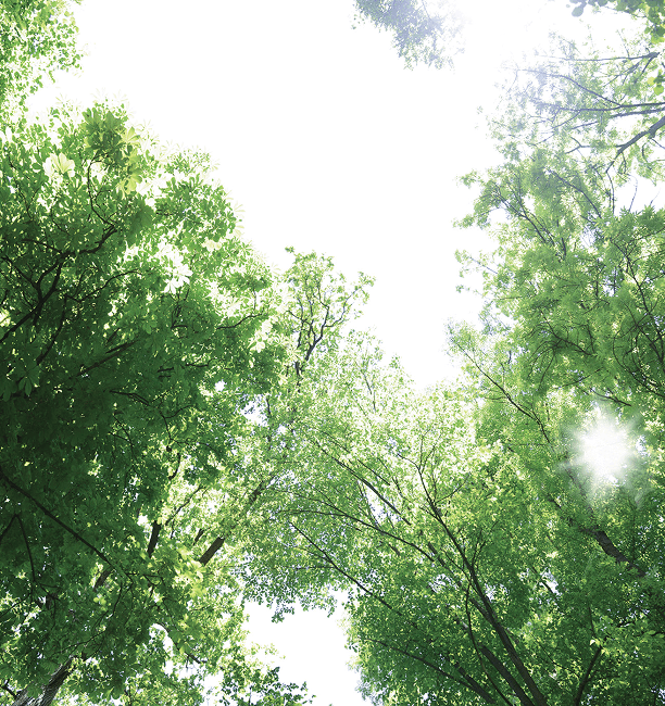 Công viên Botanic Park